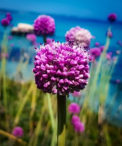 Close-up of pink flowering plant