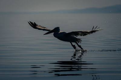 Bird flying over lake