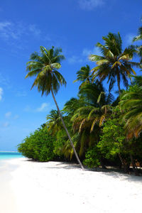 Palm trees on beach against brilliant blue sky