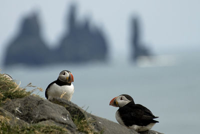 Close-up of puffin birds on rock