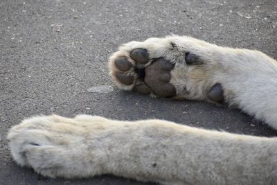 Cat sleeping in a street