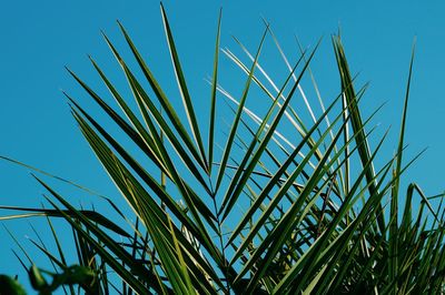 Low angle view of plants against clear blue sky