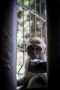 Portrait of monkey in cage