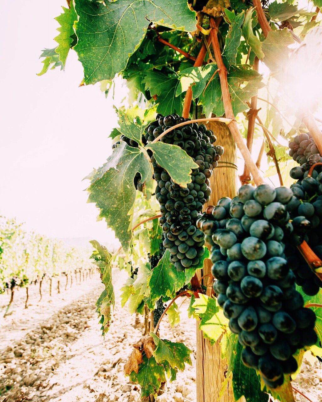 CLOSE-UP OF GRAPES IN VINEYARD