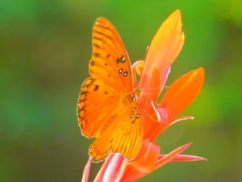 Close-up of butterfly pollinating flower