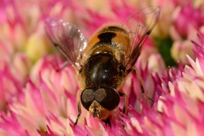 Close-up of bee on flower outdoors