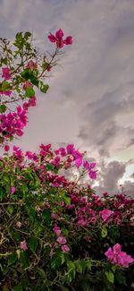 Pink flowering plants against sky
