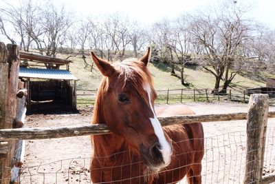 Horse standing on field against bare trees