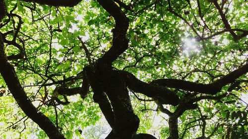 Low angle view of trees in forest