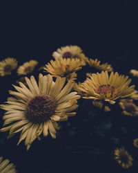 Close-up of yellow flowering plant against black background