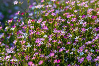 Close-up of purple flowering plants on field