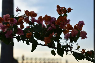 Close-up of bougainvillea blooming against sky