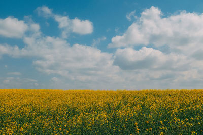 Scenic view of oilseed rape field against sky