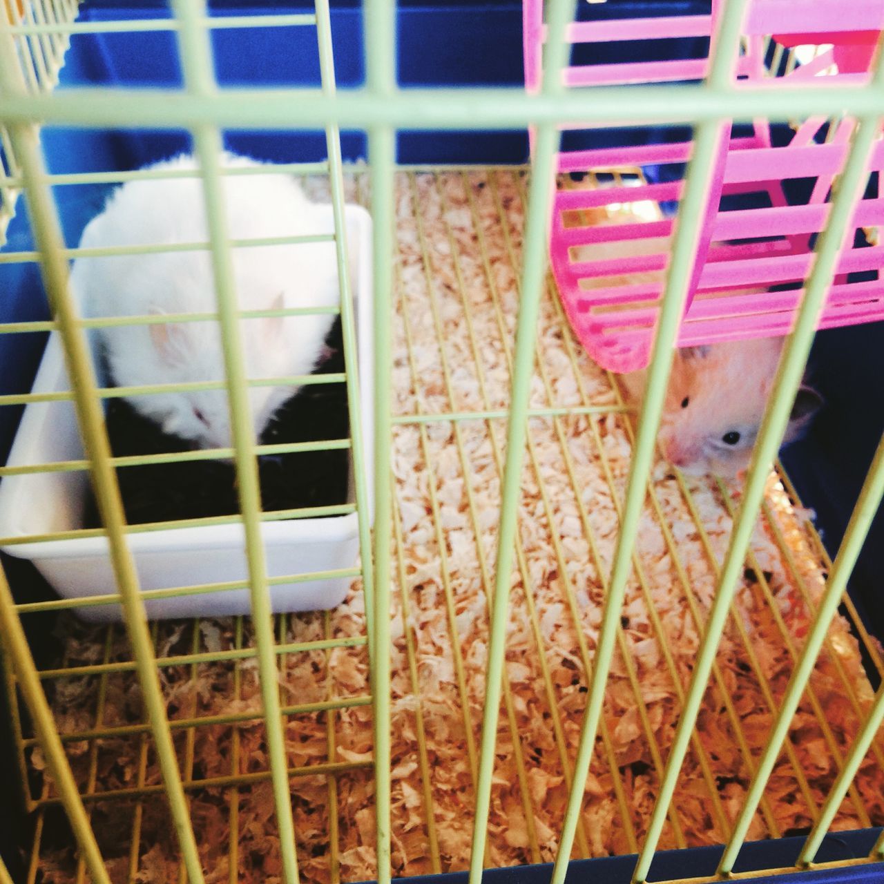 indoors, cage, metal, high angle view, animal themes, no people, close-up, day, railing, food and drink, container, domestic animals, food, childhood, still life, birdcage, metal grate, sunlight, plastic