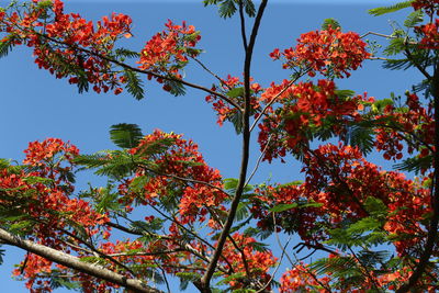 Low angle view of autumnal trees against sky