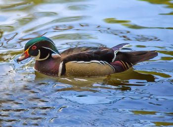 Close-up of duck swimming in lake