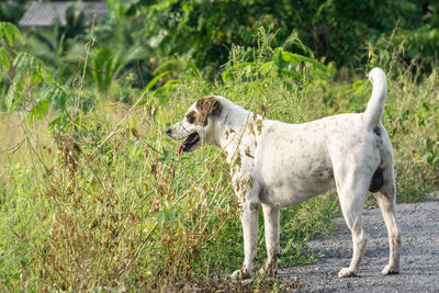 Side view of a dog on field