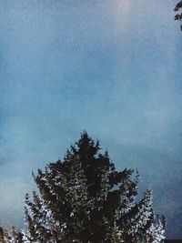 Low angle view of pine tree against sky