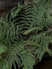 ferns and horsetails