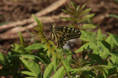 Close-up of butterfly on plant