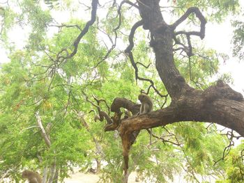 Low angle view of monkey on tree