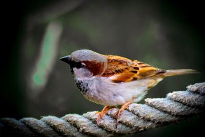 Close-up of bird perching on branch