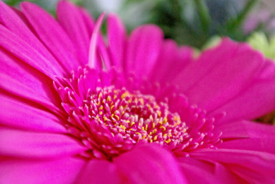 Close-up of pink flower