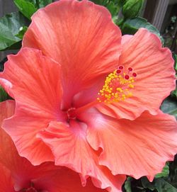 Close-up of red flower