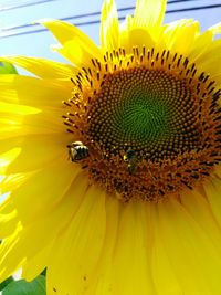 Close-up of honey bee pollinating on sunflower