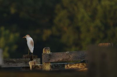 Seagull perching on wooden post