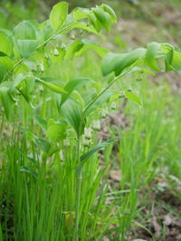 Close-up of green plant on field