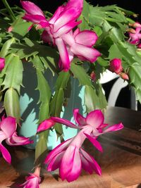 Close-up of pink flowers