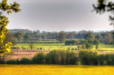 Scenic view of field against clear sky