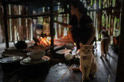 Cat sitting on table
