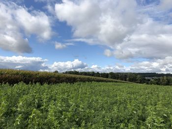 Scenic view of agricultural field against sky