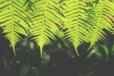 Close-up of fern leaves