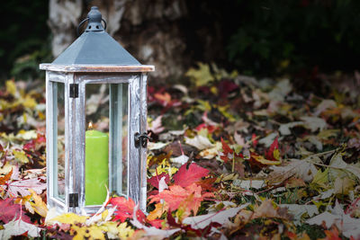 Close-up of lantern on autumn leaves