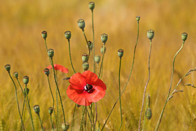 Close-up of red poppy flowers in field