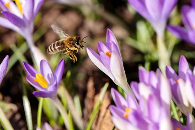 Close-up of bee pollinating on purple flower