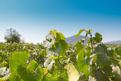 Close-up to the leaves of a vine plant in a vineyard in colchagua valley in chile.