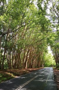 Road amidst trees