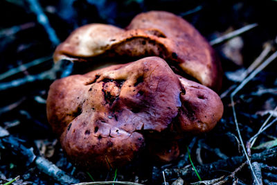 Close-up of mushrooms on field