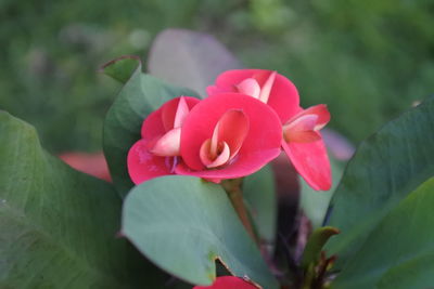 Close-up of pink rose