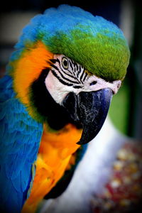 Close-up of peacock