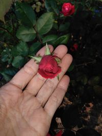 Close-up of hand holding rose plant