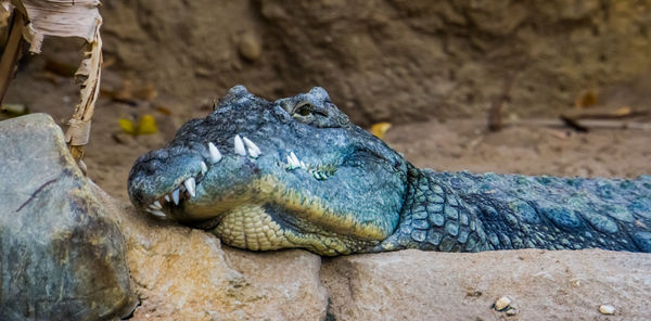 Close-up of lizard on rock at zoo