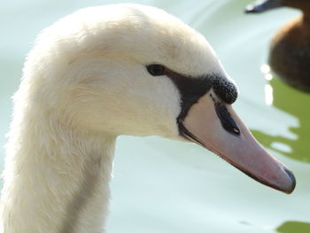 Close-up of swan swimming in water