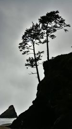 Low angle view of silhouette tree against sky