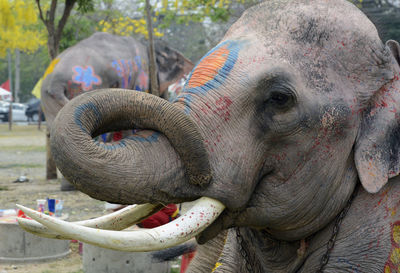 Close-up of decorated elephant