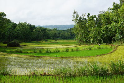 Terraced field in asia